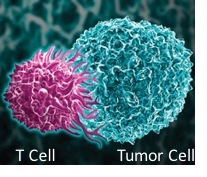 Illustration of a T-Cell and a Tumor Cell over taking it.